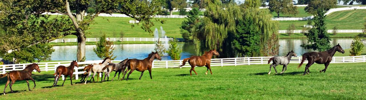 Horses roam a Kentucky field Horses roam a Kentucky field