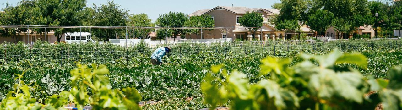 A local farm in one of Gilbert’s agricultural communities A local farm in one of Gilbert’s agricultural communities