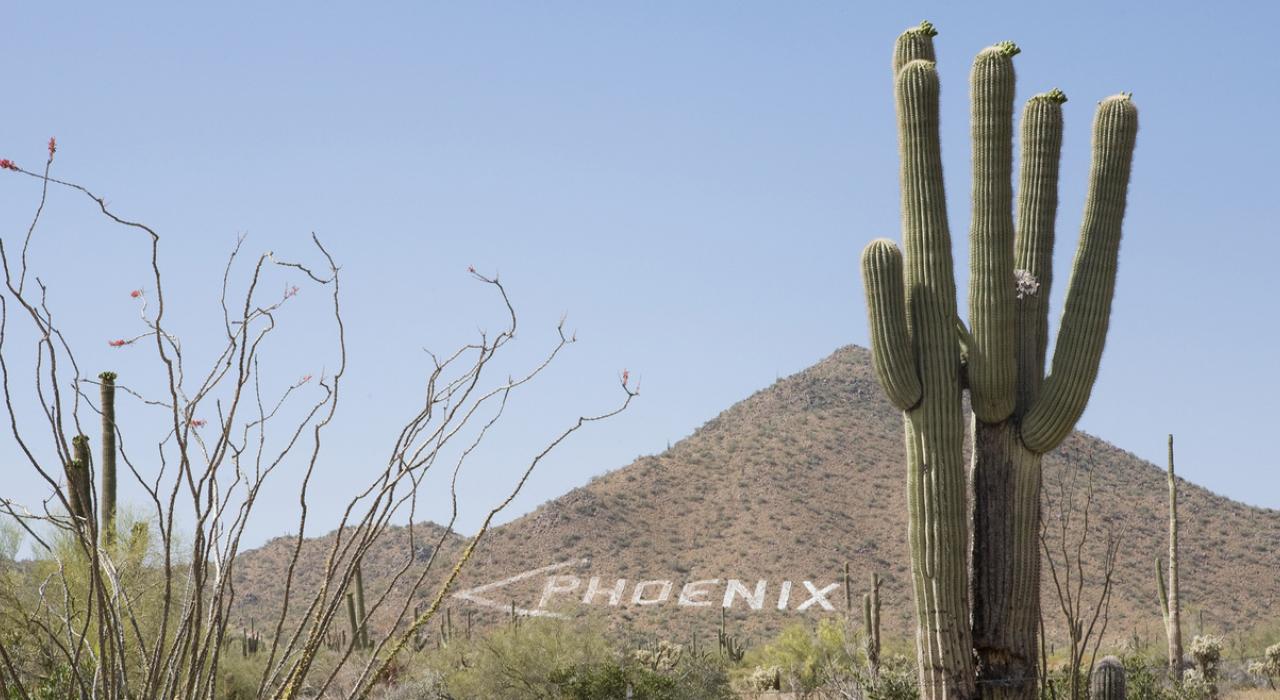 巨型仙人掌和山坡上的路標 巨型仙人掌和山坡上的路標