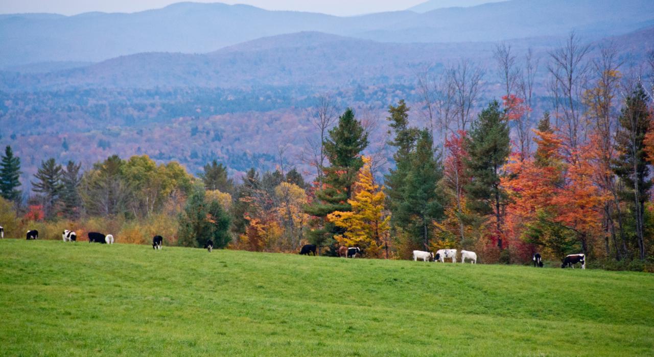 繽紛秋葉與山景中的放牧牛群 繽紛秋葉與山景中的放牧牛群