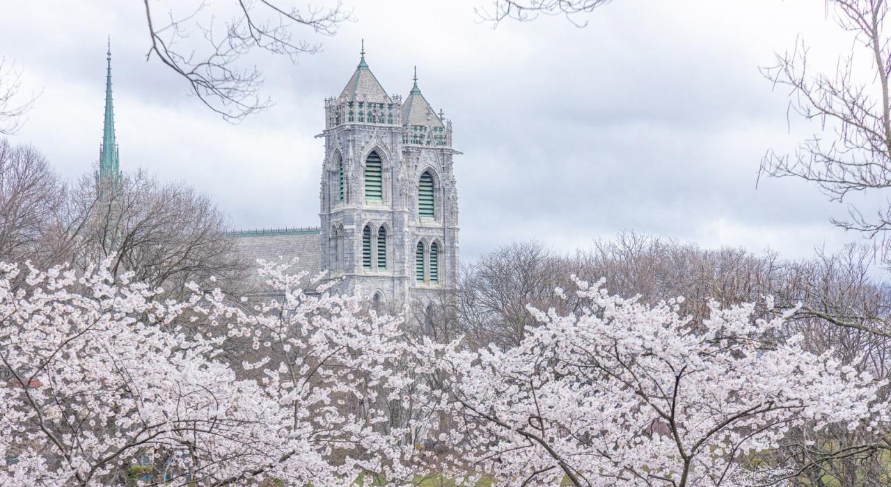 Newark's famous cherry blossoms frame the Cathedral Basilica of the Sacred Heart Newark's famous cherry blossoms frame the Cathedral Basilica of the Sacred Heart