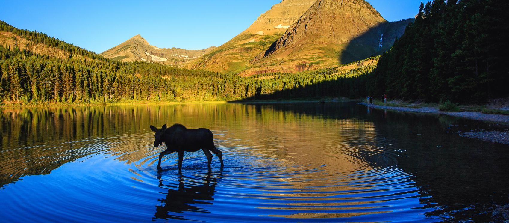A moose calf in Glacier National Park A moose calf in Glacier National Park