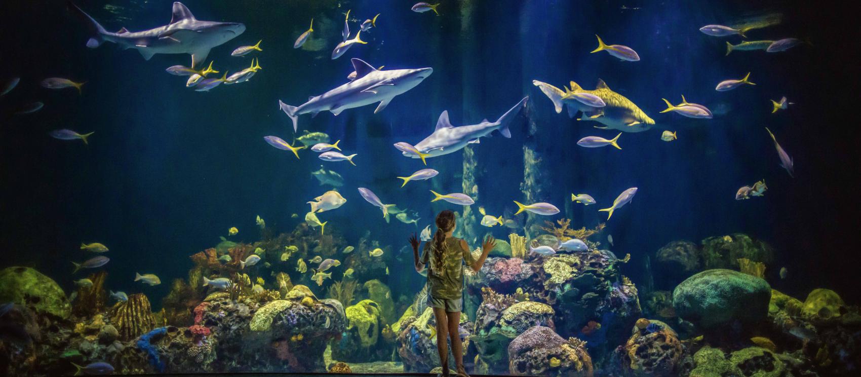 到春田的野生動物奇觀水族館參觀多姿多彩的海洋生物 到春田的野生動物奇觀水族館參觀多姿多彩的海洋生物