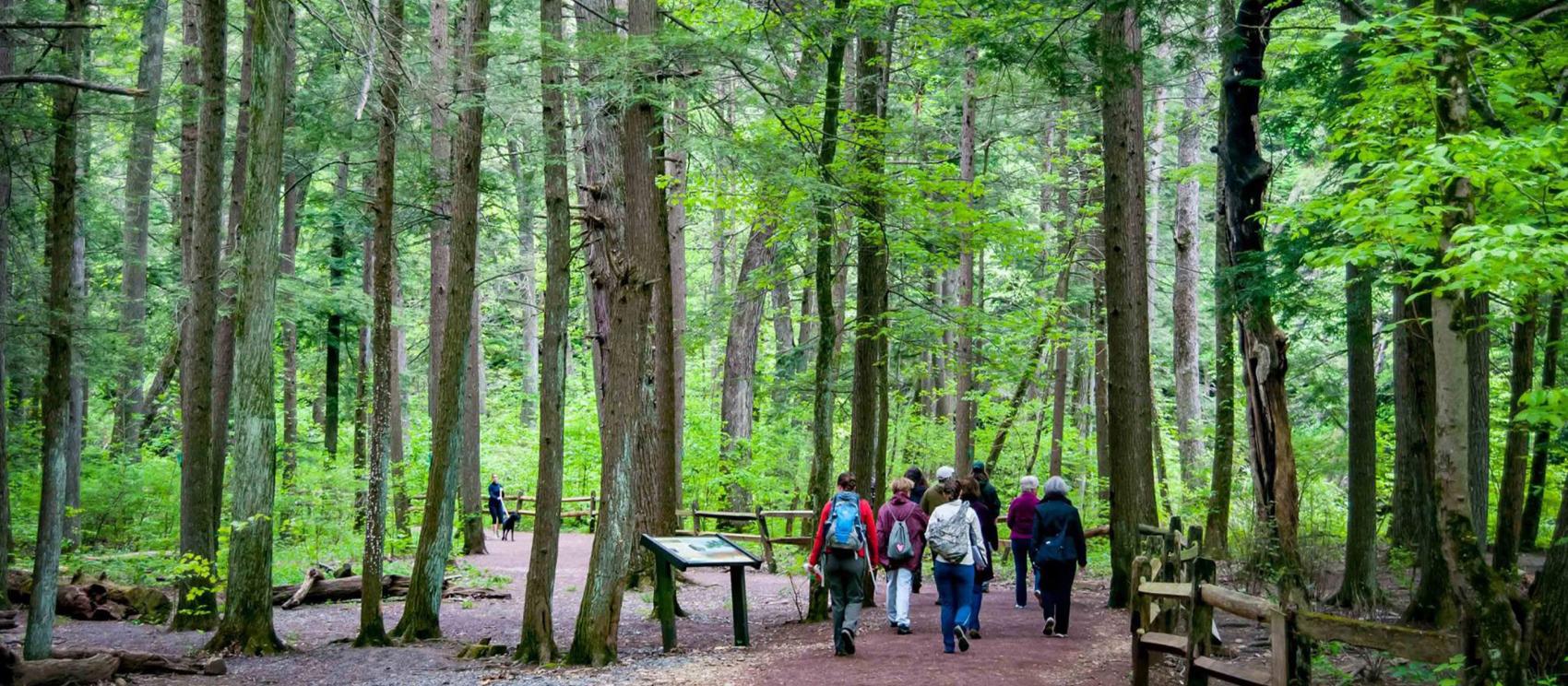 Walking down a path among towering trees at Jacobsburg State Park in Nazareth Walking down a path among towering trees at Jacobsburg State Park in Nazareth