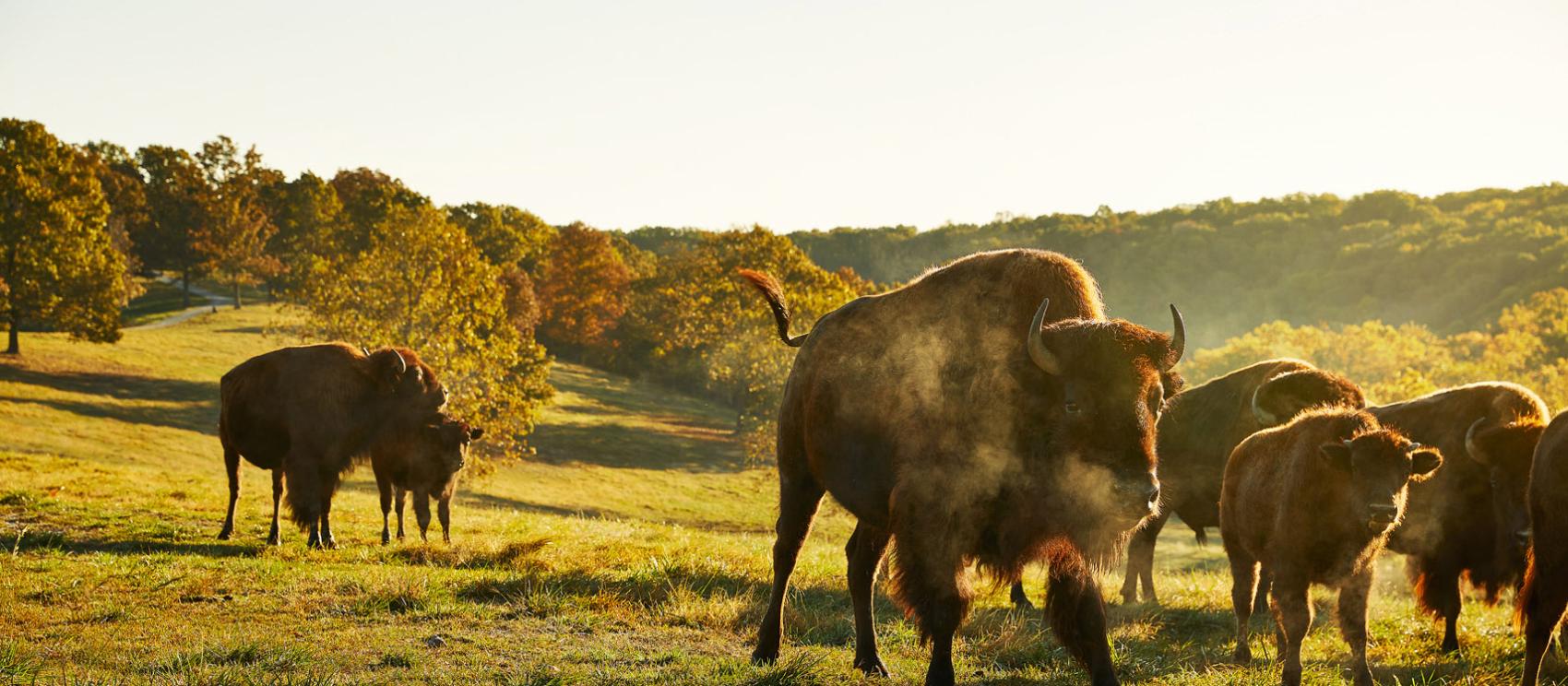 Bison and other native wildlife roam Dogwood Canyon Nature Park in Lampe Bison and other native wildlife roam Dogwood Canyon Nature Park in Lampe
