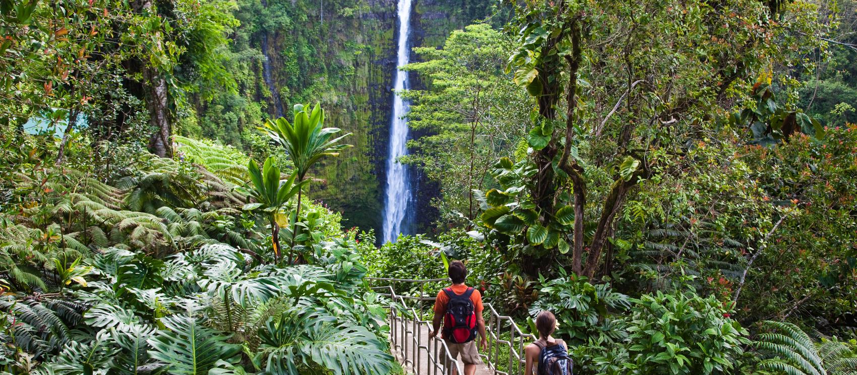 Hiking through lush tropical greenery at ʻAkaka Falls State Park on Hawaiʻi Island Hiking through lush tropical greenery at ʻAkaka Falls State Park on Hawaiʻi Island